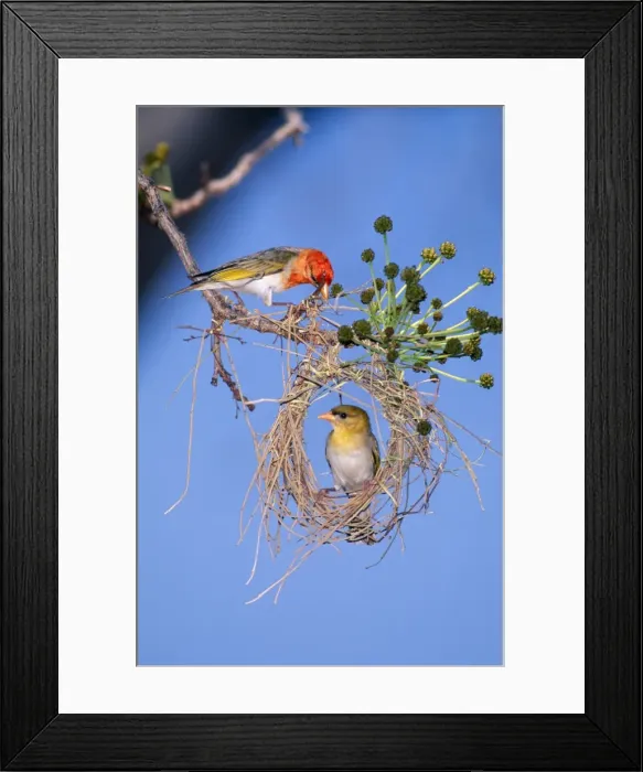 Framed Print : Red-headed Weaver Male above female inspecting nest. Zimbabwe, Africa Framed Print : Red-headed Weaver Male above female inspecting nest. Zimbabwe, Africa