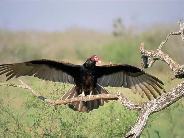 Turkey Vulture - Wings outstretched Texas, USA