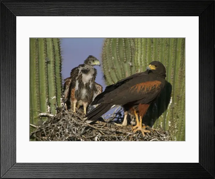 Framed Print : Harris Hawk - Adult with young at nest, on saguaro cactus Arizona, USA Framed Print : Harris Hawk - Adult with young at nest, on saguaro cactus Arizona, USA