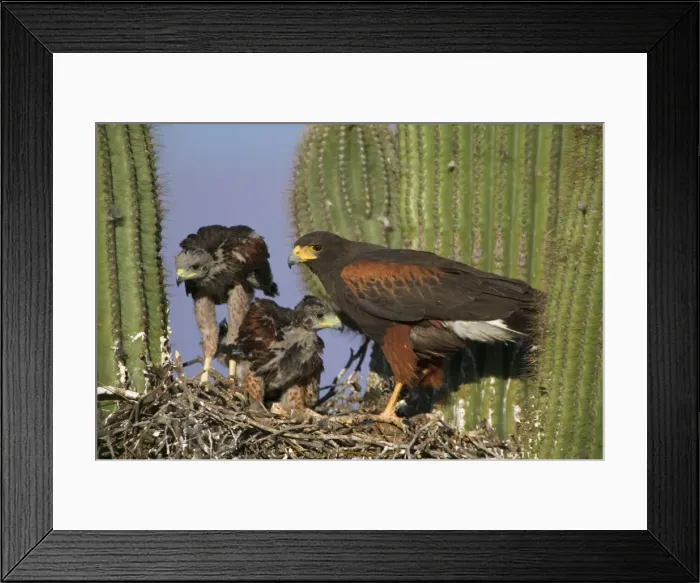 Framed Print : Harris Hawk - Adult with young at nest, on saguaro cactus showing rabbit prey Arizona, USA Framed Print : Harris Hawk - Adult with young at nest, on saguaro cactus showing rabbit prey Arizona, USA