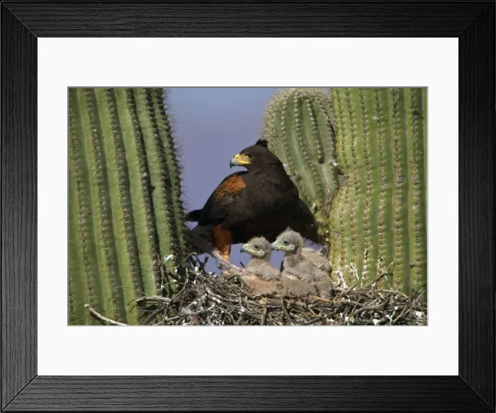 Framed Print : Harris Hawk - Adult with young at nest, on saguaro cactus showing rabbit prey Arizona, USA