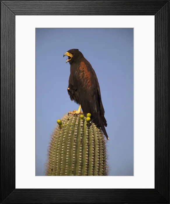 Framed Print : Harris Hawk - Adult with mouth open, on saguaro cactus Framed Print : Harris Hawk - Adult with mouth open, on saguaro cactus