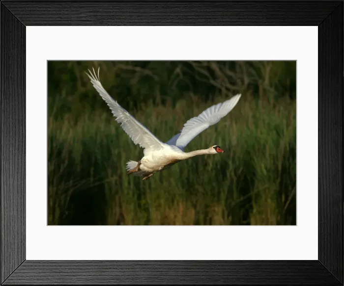 Framed Print : (c) John Cancalosi Framed Print : (c) John Cancalosi