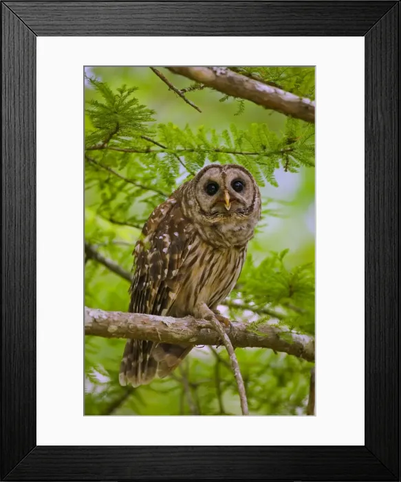 Framed Print : Barred Owl - In cypress tree-Common in dense coniferous forests and mixed woods of river bottoms or swamps-chiefly nocturnal but more likely than most owls to be heard in daytime-found in most of Eastern U. S Framed Print : Barred Owl - In cypress tree-Common in dense coniferous forests and mixed woods of river bottoms or swamps-chiefly nocturnal but more likely than most owls to be heard in daytime-found in most of Eastern U. S