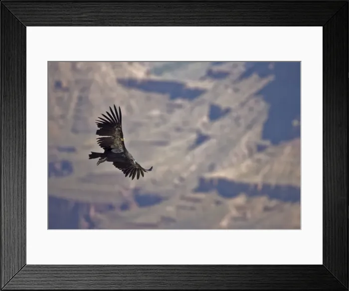 Framed Print : California Condor-Endangered species-first reintroduced to Arizona in 1996 -Now breeding in the wild in the Grand Canyon-Vermillion cliffs area-wing patches identify individuals-Individual shown is immature male raised in captivity-feed on freshly Framed Print : California Condor-Endangered species-first reintroduced to Arizona in 1996 -Now breeding in the wild in the Grand Canyon-Vermillion cliffs area-wing patches identify individuals-Individual shown is immature male raised in captivity-feed on freshly