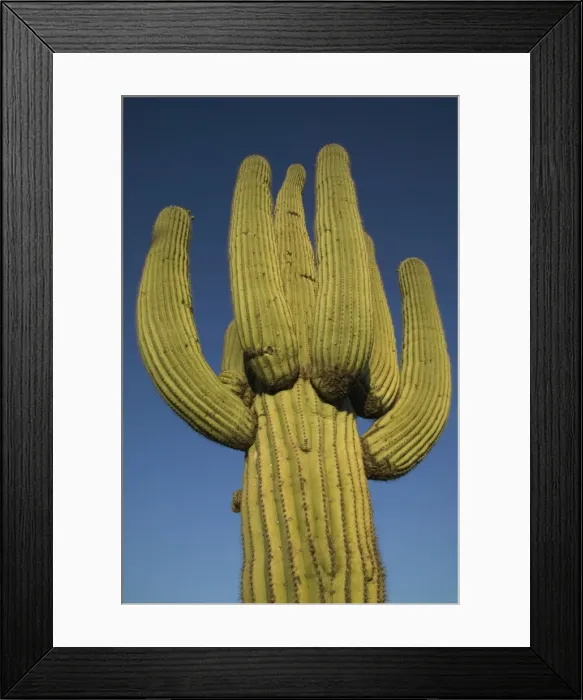 Framed Print : Saguaro Cactus - Sonoran Desert Arizona, USA - Record height: 78 feet - Average mature height: 18 to 30 feet but often reach heights of 50 to 60 feet - Weigh about 80 pounds per foot - Grow their first arms at around 12 feet in height or forty to Framed Print : Saguaro Cactus - Sonoran Desert Arizona, USA - Record height: 78 feet - Average mature height: 18 to 30 feet but often reach heights of 50 to 60 feet - Weigh about 80 pounds per foot - Grow their first arms at around 12 feet in height or forty to