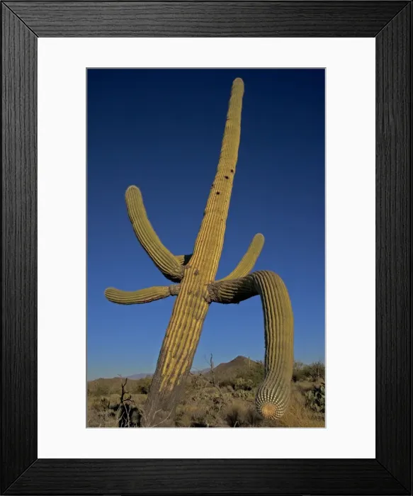 Framed Print : Saguaro Cactus - Sonoran Desert Arizona, USA - Record height: 78 feet - Average mature height: 18 to 30 feet but often reach heights of 50 to 60 feet - Weigh about 80 pounds per foot - Grow their first arms at around 12 feet in height or forty to Framed Print : Saguaro Cactus - Sonoran Desert Arizona, USA - Record height: 78 feet - Average mature height: 18 to 30 feet but often reach heights of 50 to 60 feet - Weigh about 80 pounds per foot - Grow their first arms at around 12 feet in height or forty to