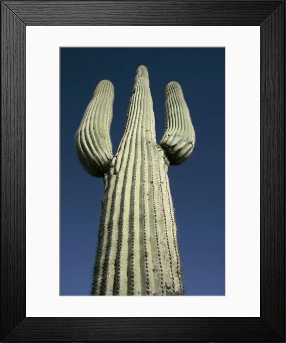 Framed Print : Saguaro Cactus - Sonoran Desert Arizona, USA - Record height: 78 feet - Average mature height: 18 to 30 feet but often reach heights of 50 to 60 feet - Weigh about 80 pounds per foot - Grow their first arms at around 12 feet in height or forty to Framed Print : Saguaro Cactus - Sonoran Desert Arizona, USA - Record height: 78 feet - Average mature height: 18 to 30 feet but often reach heights of 50 to 60 feet - Weigh about 80 pounds per foot - Grow their first arms at around 12 feet in height or forty to