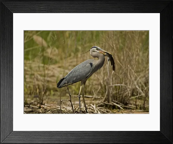 Framed Print : Great Blue Heron - With Bullhead in mouth - Widespread in North America - Largest North American heron - Wades slowly in quiet waters hunting fish and other animals - Often vocalizes while flying. New York, USA Framed Print : Great Blue Heron - With Bullhead in mouth - Widespread in North America - Largest North American heron - Wades slowly in quiet waters hunting fish and other animals - Often vocalizes while flying. New York, USA