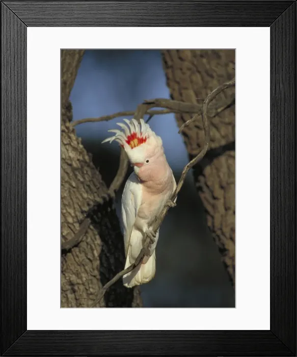 Framed Print : Pink Cockatoo / Major Mitchell - In tree - South Australia - Mostly in arid and semi-arid interior - Habitat is grasslands-gibber-saltbush and mulga often near timbered watercourses and in larger shrubs Framed Print : Pink Cockatoo / Major Mitchell - In tree - South Australia - Mostly in arid and semi-arid interior - Habitat is grasslands-gibber-saltbush and mulga often near timbered watercourses and in larger shrubs