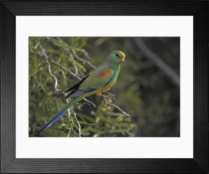 Framed Print : Mulga Parrot - South Australia - Lives close to water in malle-mulga and other inland shrubs-saltbush plains with trees and timbered inland watercourses - Nests on decayed debris in tree-hollows-often near the ground or in taller trees Framed Print : Mulga Parrot - South Australia - Lives close to water in malle-mulga and other inland shrubs-saltbush plains with trees and timbered inland watercourses - Nests on decayed debris in tree-hollows-often near the ground or in taller trees