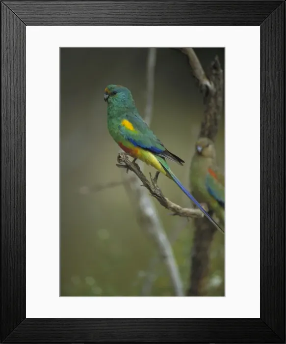 Framed Print : Mulga Parrot - South Australia - Lives close to water in malle-mulga and other inland shrubs-saltbush plains with trees and timbered inland watercourses - Nests on decayeds debris in tree-hollows-often near the ground or in taller trees Framed Print : Mulga Parrot - South Australia - Lives close to water in malle-mulga and other inland shrubs-saltbush plains with trees and timbered inland watercourses - Nests on decayeds debris in tree-hollows-often near the ground or in taller trees