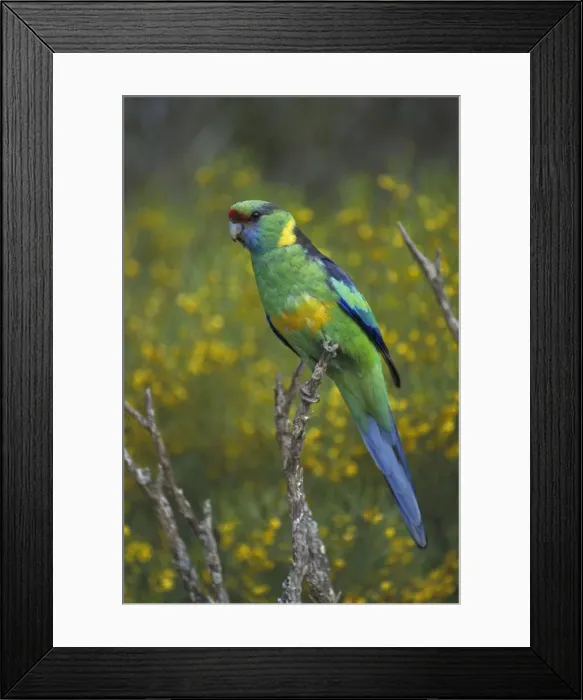 Framed Print : Mallee Ringneck - Australia - Found in eastern inland Australia - Habitat is scrub-country especially on edges of open country and clearings - Nest on decayed debris in hollow of eucalypt Framed Print : Mallee Ringneck - Australia - Found in eastern inland Australia - Habitat is scrub-country especially on edges of open country and clearings - Nest on decayed debris in hollow of eucalypt