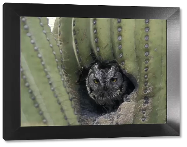 Western Screech-Owl - In Saguaro Cactus - Arizona, USA