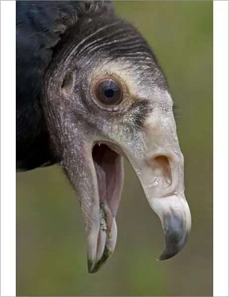 Black Vulture - Mississippi, USA - Range is Ohio-Pennsylvania to northern Chile and northern Agentina