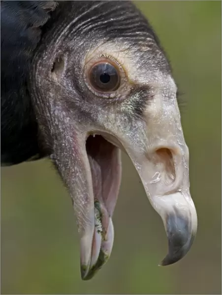 Black Vulture - Mississippi, USA - Range is Ohio-Pennsylvania to northern Chile and northern Agentina