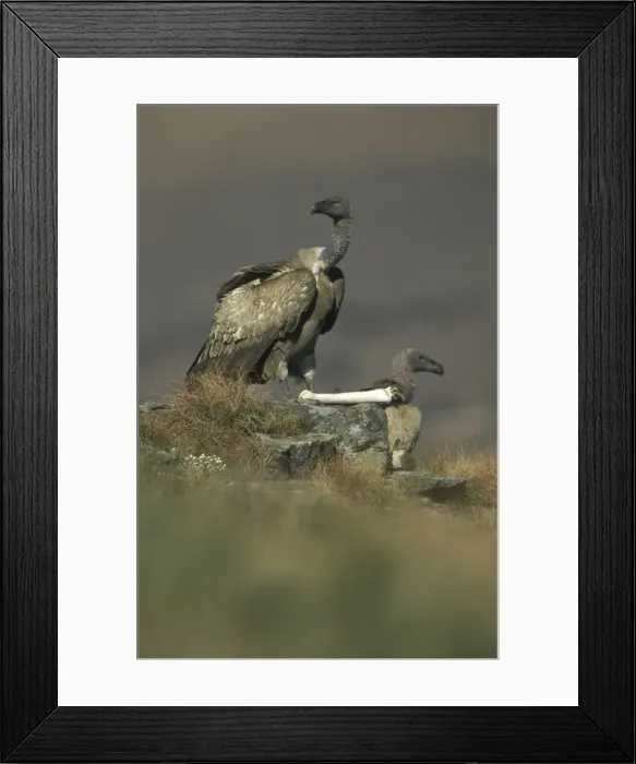 Framed Print : Cape Vulture - With skeleton bone. South Africa - IUCN Vulnerable -Centered on Lesotho and South Africa - Live in open grassland- karooid vegetation and in the proximity of mountains for orographic lift and cliffs for roosting Framed Print : Cape Vulture - With skeleton bone. South Africa - IUCN Vulnerable -Centered on Lesotho and South Africa - Live in open grassland- karooid vegetation and in the proximity of mountains for orographic lift and cliffs for roosting