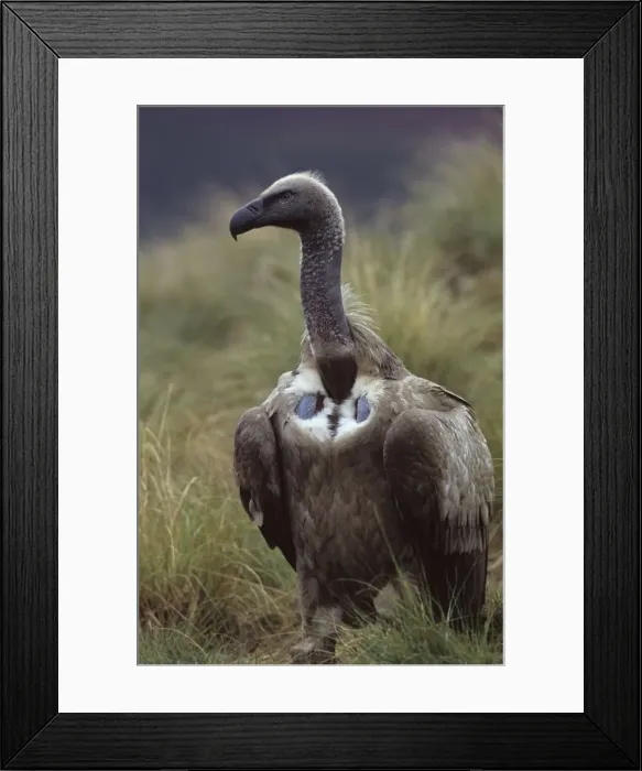 Framed Print : Cape Vulture - On ground - South Africa - IUCN Vulnerable -Centered on Lesotho and South Africa - Live in open grassland- karooid vegetation and in the proximity of mountains for orographic lift and cliffs for roosting Framed Print : Cape Vulture - On ground - South Africa - IUCN Vulnerable -Centered on Lesotho and South Africa - Live in open grassland- karooid vegetation and in the proximity of mountains for orographic lift and cliffs for roosting