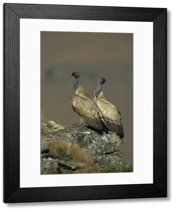 Framed Print : Cape Vulture - Two perched on rock - South Africa - IUCN Vulnerable -Centered on Lesotho and South Africa - Live in open grassland- karooid vegetation and in the proximity of mountains for orographic lift and cliffs for roosting Framed Print : Cape Vulture - Two perched on rock - South Africa - IUCN Vulnerable -Centered on Lesotho and South Africa - Live in open grassland- karooid vegetation and in the proximity of mountains for orographic lift and cliffs for roosting
