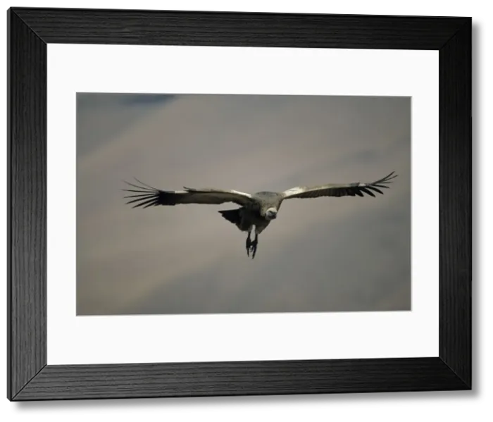 Framed Print : Cape Vulture - In flight - South Africa - IUCN Vulnerable -Centered on Lesotho and South Africa - Live in open grassland- karooid vegetation and in the proximity of mountains for orographic lift and cliffs for roosting Framed Print : Cape Vulture - In flight - South Africa - IUCN Vulnerable -Centered on Lesotho and South Africa - Live in open grassland- karooid vegetation and in the proximity of mountains for orographic lift and cliffs for roosting
