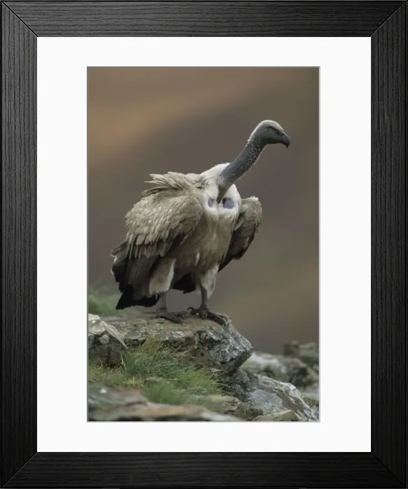 Framed Print : Cape Vulture - Perched on rock, South Africa - IUCN Vulnerable -Centered on Lesotho and South Africa - Live in open grassland- karooid vegetation and in the proximity of mountains for orographic lift and cliffs for roosting Framed Print : Cape Vulture - Perched on rock, South Africa - IUCN Vulnerable -Centered on Lesotho and South Africa - Live in open grassland- karooid vegetation and in the proximity of mountains for orographic lift and cliffs for roosting