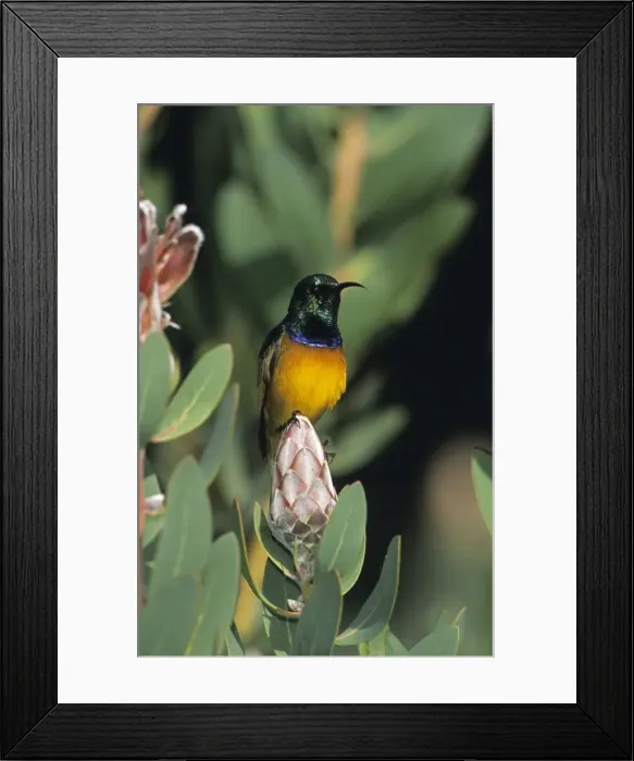Framed Print : Malachite Sunbird - Perched on flower - South Africa Framed Print : Malachite Sunbird - Perched on flower - South Africa
