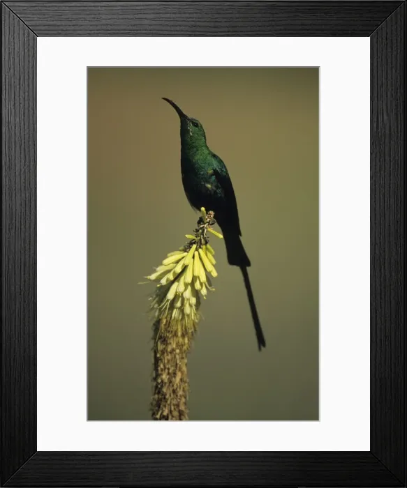 Framed Print : Malachite Sunbird - Perched on flower - South Africa Framed Print : Malachite Sunbird - Perched on flower - South Africa