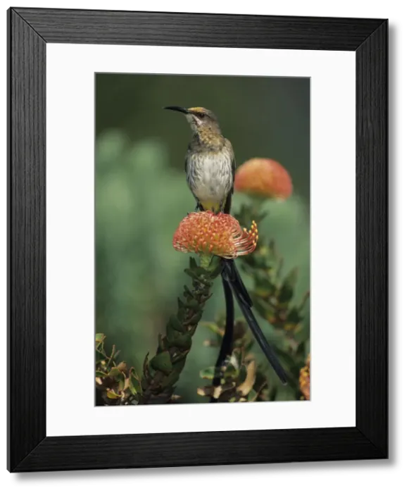Framed Print : Cape Sugarbird - Male on Pincushion Flower (Laucospermum spp. ) - South Africa Framed Print : Cape Sugarbird - Male on Pincushion Flower (Laucospermum spp. ) - South Africa