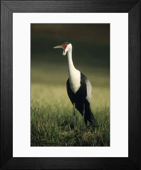 Framed Print : Wattled Crane (Previously placed in Grus genus) - South Africa - IUCN Endangered Framed Print : Wattled Crane (Previously placed in Grus genus) - South Africa - IUCN Endangered