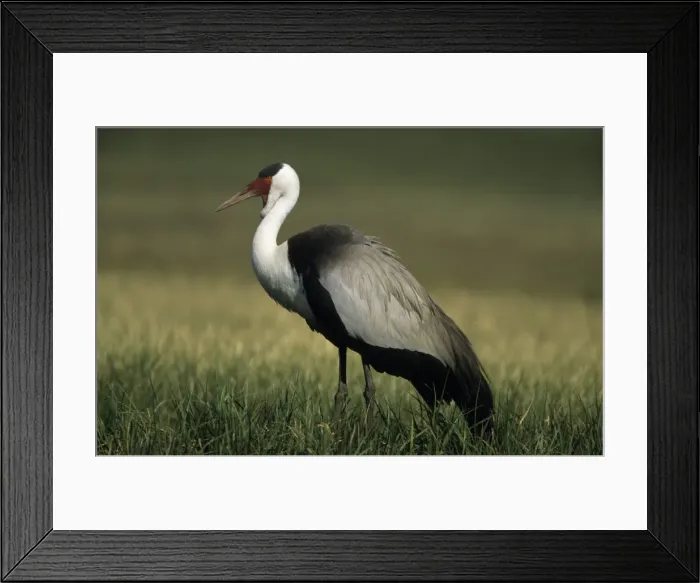 Framed Print : Wattled Crane (Previously placed in Grus genus) - South Africa - IUCN Endangered Framed Print : Wattled Crane (Previously placed in Grus genus) - South Africa - IUCN Endangered