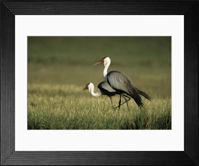 Framed Print : Wattled Crane (Previously placed in Grus genus) Two together - South Africa - IUCN Endangered Framed Print : Wattled Crane (Previously placed in Grus genus) Two together - South Africa - IUCN Endangered