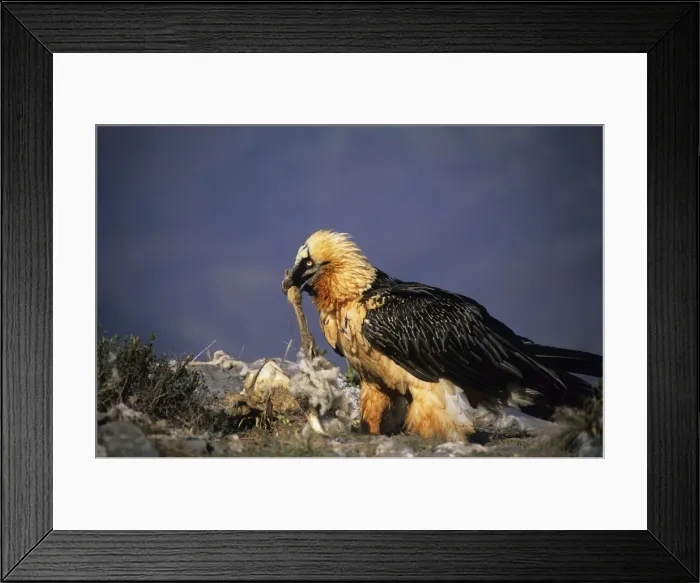 Framed Print : Bearded Vulture / Lammergeier - Feeding. Spain - 10 foot maximum wing-span-Pyrenees- Only bone-eating specialist bird in the world - Found in Spain-France-Greece-Turkey-Italy-Africa - Rare Framed Print : Bearded Vulture / Lammergeier - Feeding. Spain - 10 foot maximum wing-span-Pyrenees- Only bone-eating specialist bird in the world - Found in Spain-France-Greece-Turkey-Italy-Africa - Rare