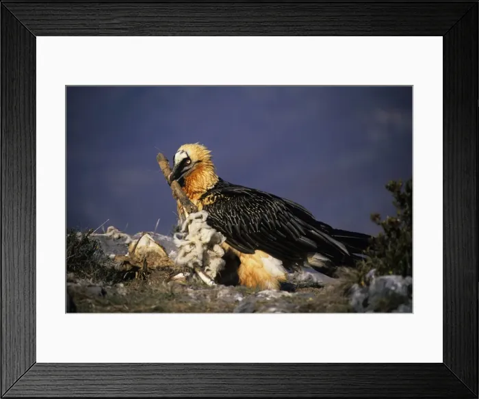Framed Print : Bearded Vulture / Lammergeier - With carcass bone in beak - Spain - 10 foot maximum wing-span-Pyrenees- Only bone-eating specialist bird in the world - Found in Spain-France-Greece-Turkey-Italy-Africa - Rare Framed Print : Bearded Vulture / Lammergeier - With carcass bone in beak - Spain - 10 foot maximum wing-span-Pyrenees- Only bone-eating specialist bird in the world - Found in Spain-France-Greece-Turkey-Italy-Africa - Rare