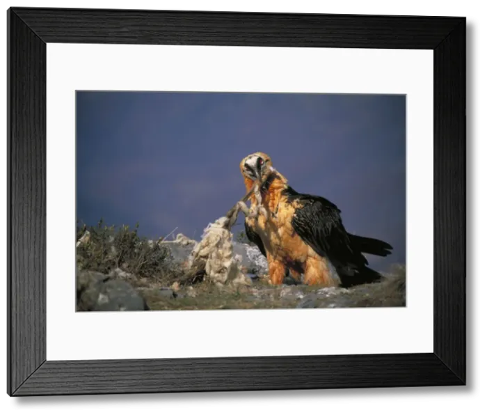 Framed Print : Bearded Vulture / Lammergeier - Feeding on carcass bones. Spain - 10 foot maximum wing-span-Pyrenees- Only bone-eating specialist bird in the world - Found in Spain-France-Greece-Turkey-Italy-Africa - Rare Framed Print : Bearded Vulture / Lammergeier - Feeding on carcass bones. Spain - 10 foot maximum wing-span-Pyrenees- Only bone-eating specialist bird in the world - Found in Spain-France-Greece-Turkey-Italy-Africa - Rare