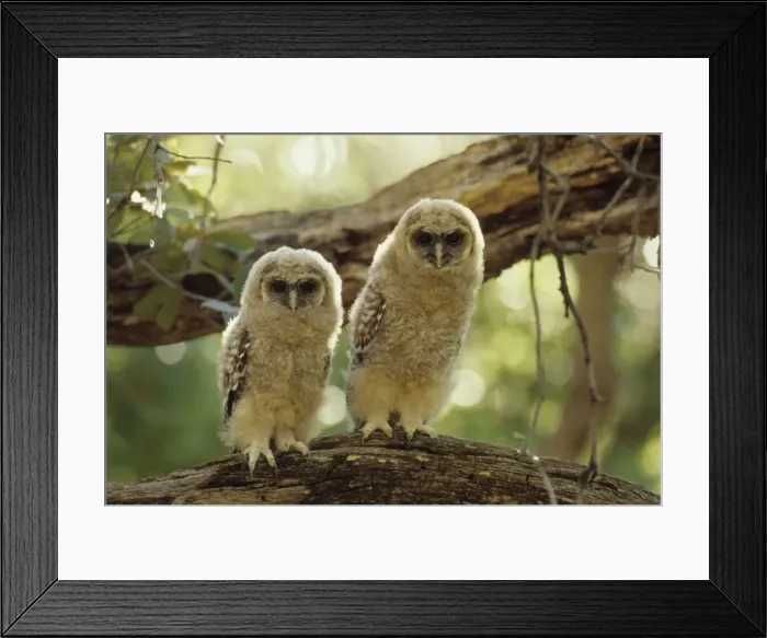 Framed Print : Spotted Owls - Young perched on branch - Arizona, USA - Inhabits thickly wooded canyons-humid forests - Strictly nocturnal - Uncommon - Decreasing in numbers and range due to habitat destruction Framed Print : Spotted Owls - Young perched on branch - Arizona, USA - Inhabits thickly wooded canyons-humid forests - Strictly nocturnal - Uncommon - Decreasing in numbers and range due to habitat destruction