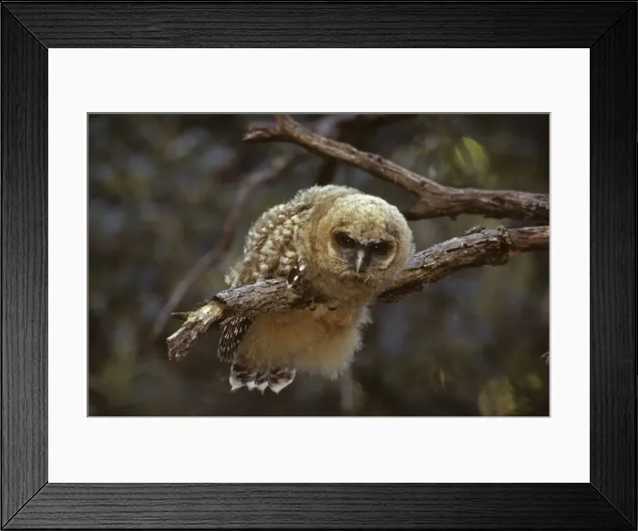 Framed Print : Spotted Owl - Young perched on branch - Arizona, USA - Inhabits thickly wooded canyons-humid forests - Strictly nocturnal - Uncommon - Decreasing in numbers and range due to habitat destruction Framed Print : Spotted Owl - Young perched on branch - Arizona, USA - Inhabits thickly wooded canyons-humid forests - Strictly nocturnal - Uncommon - Decreasing in numbers and range due to habitat destruction