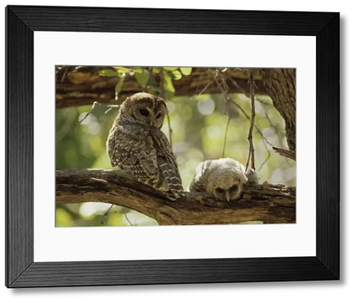 Framed Print : Spotted Owl with Young - Arizona, USA - Inhabits thickly wooded canyons-humid forests - Strictly nocturnal - Uncommon - Decreasing in numbers and range due to habitat destruction Framed Print : Spotted Owl with Young - Arizona, USA - Inhabits thickly wooded canyons-humid forests - Strictly nocturnal - Uncommon - Decreasing in numbers and range due to habitat destruction