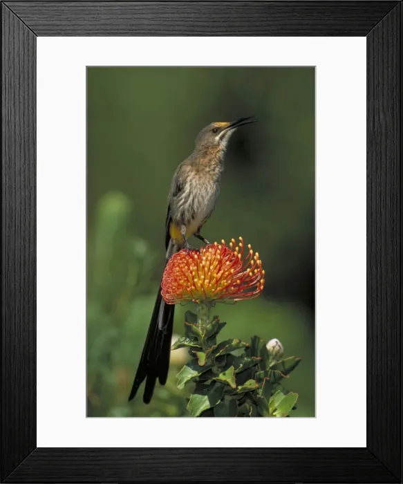 Framed Print : Cape Sugarbird - Male on Pincushion (Laucospermum spp. ) - South Africa Framed Print : Cape Sugarbird - Male on Pincushion (Laucospermum spp. ) - South Africa