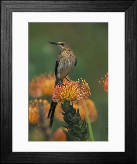 Framed Print : Cape Sugarbird - Male on Pincushion (Laucospermum spp. ) - South Africa Framed Print : Cape Sugarbird - Male on Pincushion (Laucospermum spp. ) - South Africa