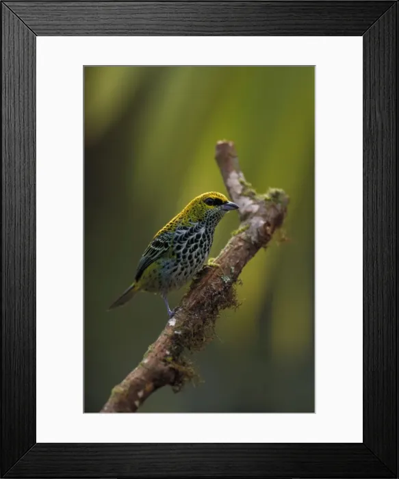 Framed Print : Speckled Tanager - Tropical Rain Forest, Costa Rica - Range is from Costa Rica and Trinidad to SE Colombia and N Brazil Framed Print : Speckled Tanager - Tropical Rain Forest, Costa Rica - Range is from Costa Rica and Trinidad to SE Colombia and N Brazil