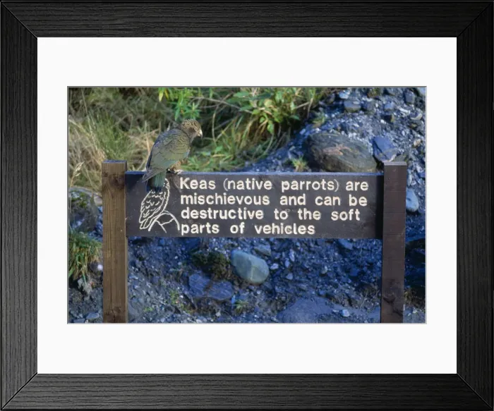 Framed Print : Kea New Zealand Framed Print : Kea New Zealand