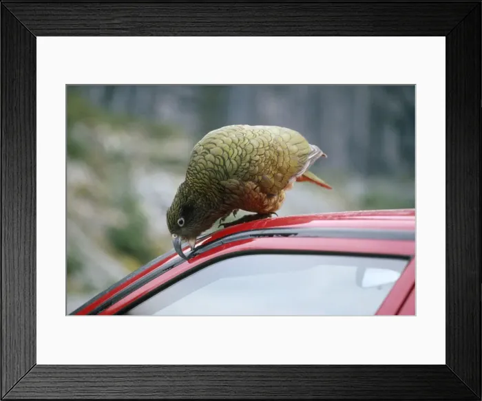 Framed Print : Kea - nibbling rubber on car. South Island, New Zealand Framed Print : Kea - nibbling rubber on car. South Island, New Zealand