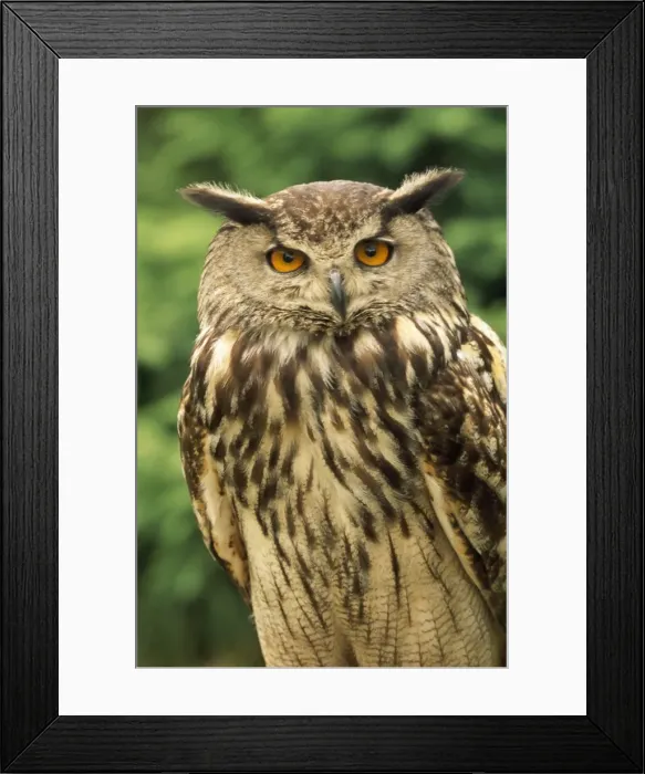 Framed Print : Eagle Owl. CAN-2745. Eagle OWL. Bubo bubo Framed Print : Eagle Owl. CAN-2745. Eagle OWL. Bubo bubo