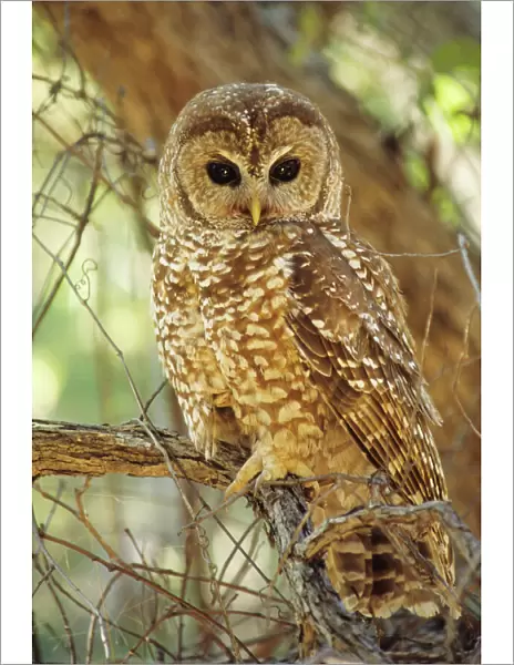 Spotted Owl - Inhabits thickly wooded canyons, humid forests, strictly nocturnal. Uncommon, decreasing in numbers and range due to habitat destruction Arizona, USA