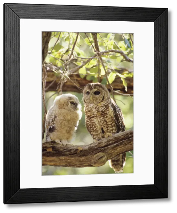 Framed Print : Spotted Owl - mother and young. Decreasing in numbers and range due to habitat destruction. Arizona, USA Framed Print : Spotted Owl - mother and young. Decreasing in numbers and range due to habitat destruction. Arizona, USA