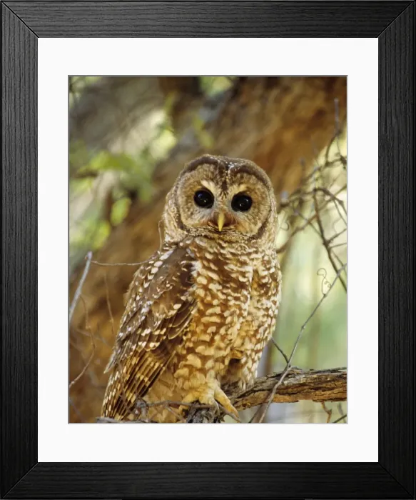 Framed Print : Spotted Owl - Inhabits thickly wooded canyons, humid forests. Strictly nocturnal, uncommon, decreasing in numbers and range due to habitat destruction Arizona, USA Framed Print : Spotted Owl - Inhabits thickly wooded canyons, humid forests. Strictly nocturnal, uncommon, decreasing in numbers and range due to habitat destruction Arizona, USA