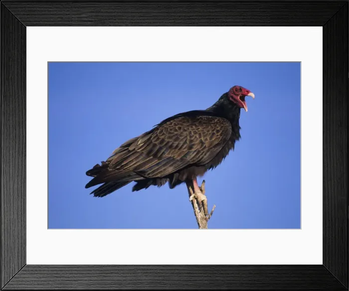 Framed Print : Turkey Vulture Range is southern United States and south into Mexico and is expanding northward in the eastern USA Framed Print : Turkey Vulture Range is southern United States and south into Mexico and is expanding northward in the eastern USA