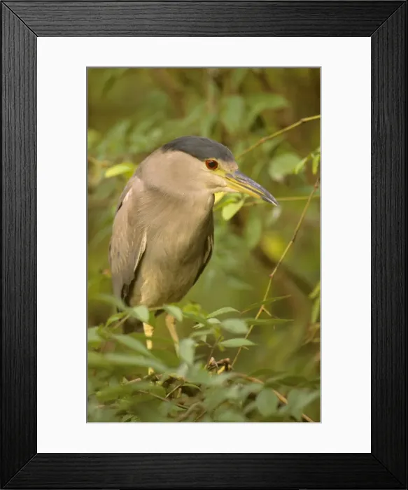 Framed Print : Black-crowned Night Heron - Second spring plumage, full adult plumage is not acquired until third year Framed Print : Black-crowned Night Heron - Second spring plumage, full adult plumage is not acquired until third year