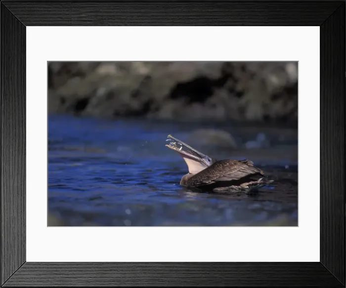 Framed Print : Brown Pelican - feeding on fish on Sea of Cortez, Dives from the air after prey capturing fish in its pouch. Mexico Framed Print : Brown Pelican - feeding on fish on Sea of Cortez, Dives from the air after prey capturing fish in its pouch. Mexico