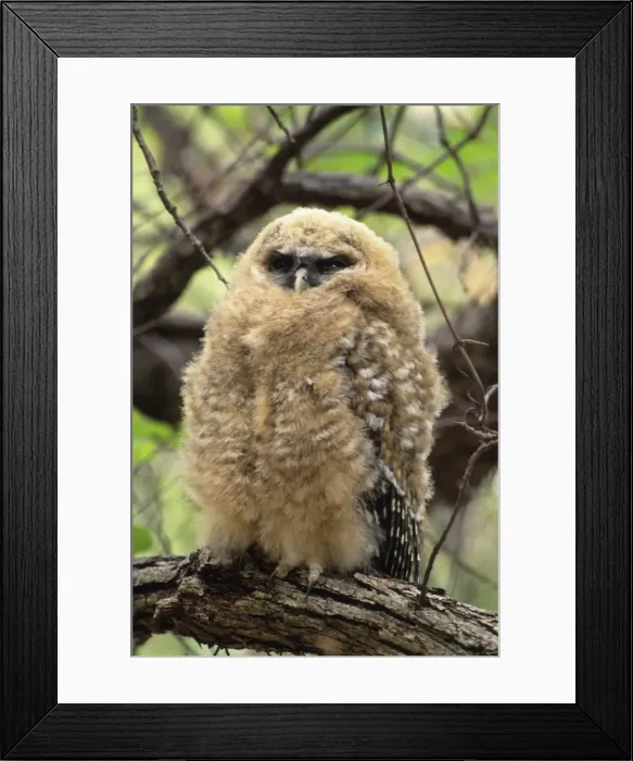 Framed Print : Spotted Owl - young Arizona, USA Framed Print : Spotted Owl - young Arizona, USA